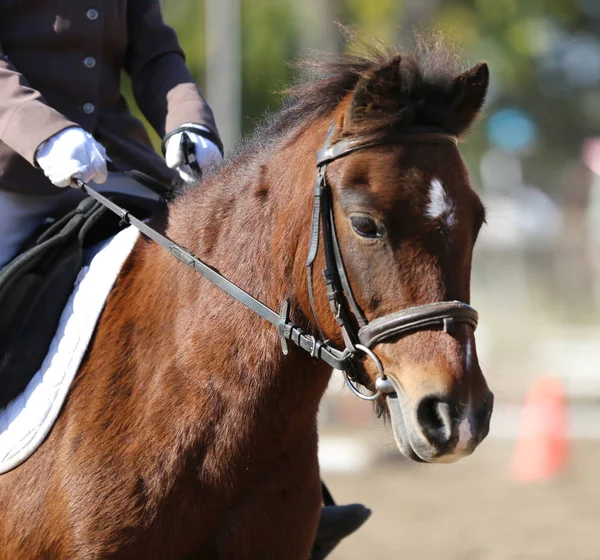 Perfil de tiro na cabeça de um cavalo jumper show no fundo natural — Fotografia de Stock