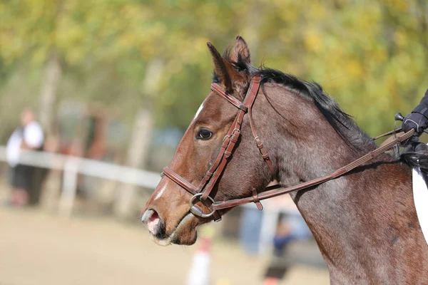 Head shot profil av en show jumper häst på naturlig bakgrund — Stockfoto