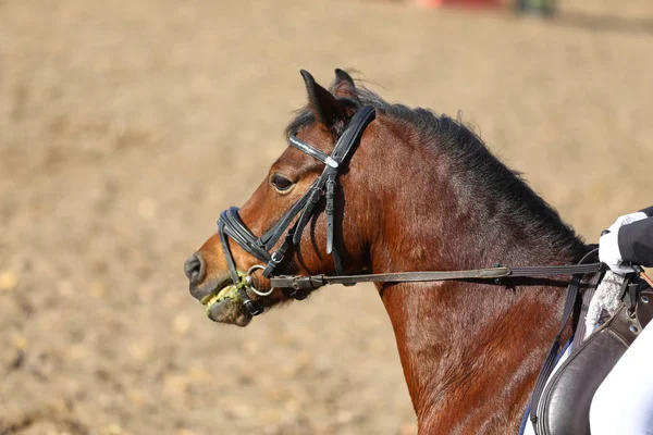 Profil zdjęcia głowy konia skoczka pokazowego na naturalnym tle — Zdjęcie stockowe