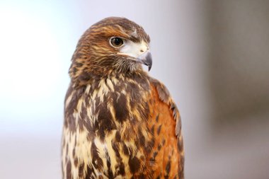 Photo of a Harris's hawk headshot portrait close up   clipart