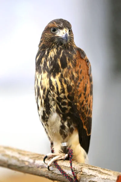 Foto del ritratto di un falco di Harris da vicino — Foto Stock