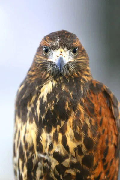 Photo of a Harris's hawk headshot portrait close up — Stock Photo, Image