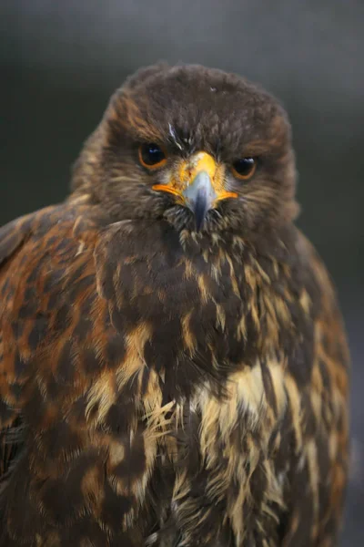 Photo of a Harris's hawk headshot portrait close up — 스톡 사진