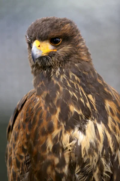 Photo of a Harris's hawk headshot portrait close up — Stock Photo, Image