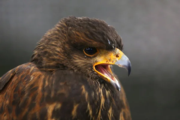 Photo of a Harris's hawk headshot portrait close up — стокове фото