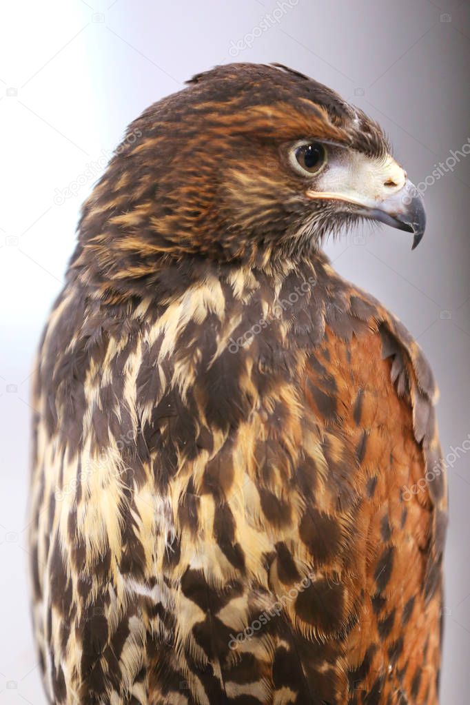 Photo of a Harris's hawk headshot portrait close up  