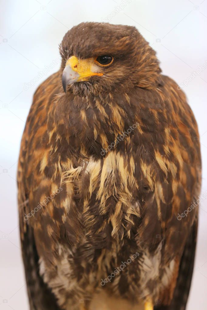 Photo of a Harris's hawk headshot portrait close up  