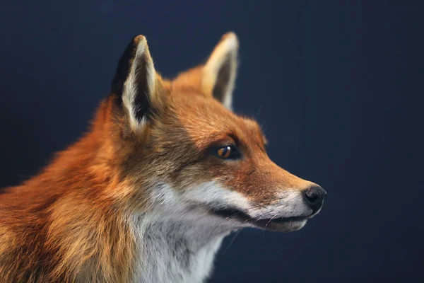 Hoofd shot portret van wilde vos geïsoleerd op zwarte achtergrond — Stockfoto