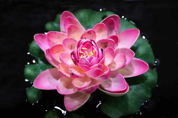 Photography of a beautiful pink waterlily or lotus flower in a pond — Stock Photo, Image