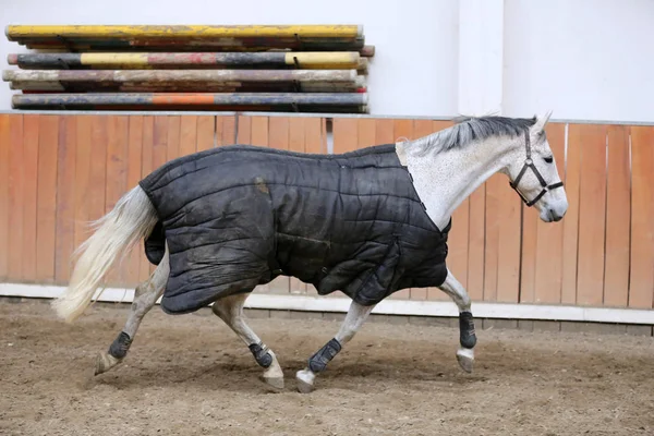 Foto Joven Caballo Carreras Antes Entrenar Con Una Nueva Manta — Foto de Stock