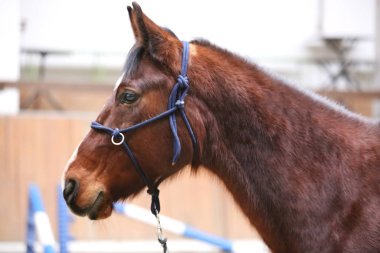 Binicilik sahasında okul atı etkinliği. Koçluk eğitimi sırasında atın kafasından vurulmuş. 