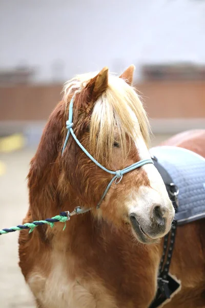 Schulpferdeveranstaltung Der Reithalle Kopfschuss Eines Pferdes Während Des Trainings — Stockfoto