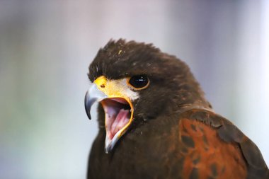 Şahinlik. Harris şahini (Parabuteo unicinctus) av kuşu sergilenmektedir. Aynı zamanda Bay-kanatlı şahin ve Dusky şahin olarak da bilinir. Şahinlerle birlikte duruyorlar. Jess (deri tasma)