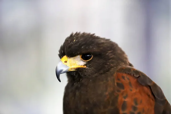Falknerei Greifvogel Harris Hawk Parabuteo Unicinctus Ausgestellt Auch Als Rotflügelfalke — Stockfoto