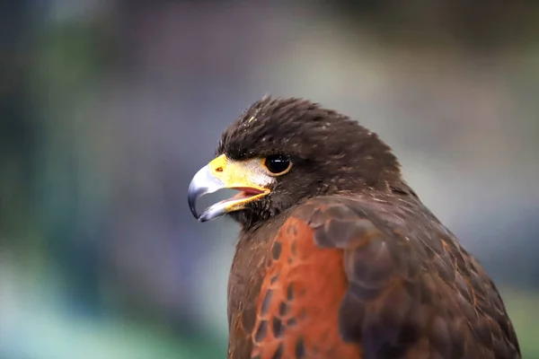 Falconry Harris Hawk Parabuteo Unicinctus Bird Prey Display Also Known — 스톡 사진