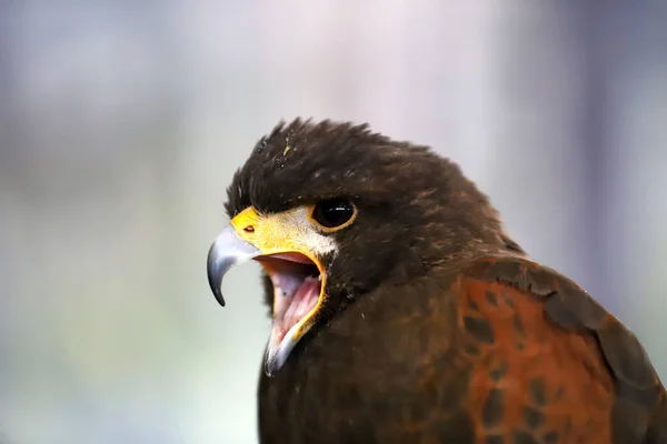 鷹狩りだハリス ホーク Parabuteo Unicinctus 獲物の鳥 ベイ翼の鷹とダスキー鷹ここに立っているとして知られている鷹のジェス が取り付けられています — ストック写真