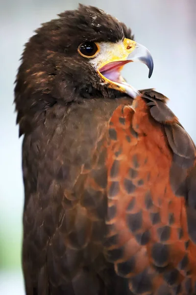 Sokolnictwo Harris Hawk Parabuteo Unicinctus Ptak Drapieżny Wystawie Znany Również — Zdjęcie stockowe