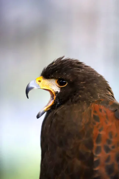 Falconry Harris Hawk Parabuteo Unicinctus Bird Prey Display Also Known — 스톡 사진