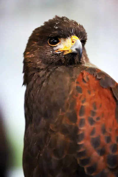 Sokolnictwo Harris Hawk Parabuteo Unicinctus Ptak Drapieżny Wystawie Znany Również — Zdjęcie stockowe