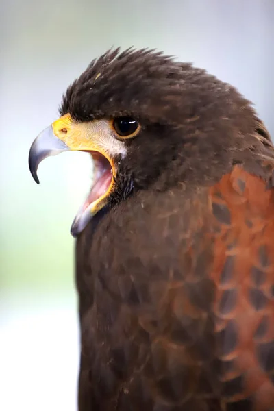 Falconry Faucon Harris Parabuteo Unicinctus Oiseau Proie Exposé Aussi Connu — Photo