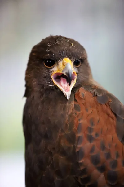 Falconry Harris Hawk Parabuteo Unicinctus Bird Prey Display Also Known — Stock Photo, Image