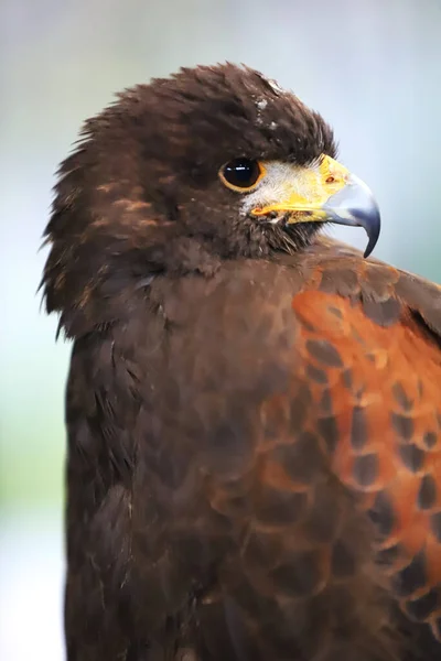 Falcoaria Harris Falcão Parabuteo Unicinctus Ave Rapina Exposição Também Conhecido — Fotografia de Stock