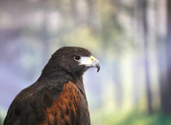 Falconeria Uccello Rapace Harris Parabuteo Unicinctus Mostra Conosciuto Anche Come — Foto Stock