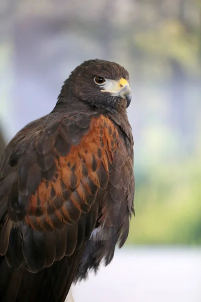 Sokolnictwo Harris Hawk Parabuteo Unicinctus Ptak Drapieżny Wystawie Znany Również — Zdjęcie stockowe