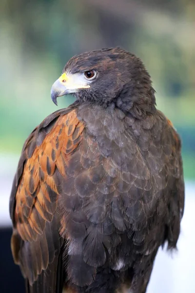 Sokolnictví Harris Hawk Parabuteo Unicinctus Dravec Displeji Také Známý Jako — Stock fotografie