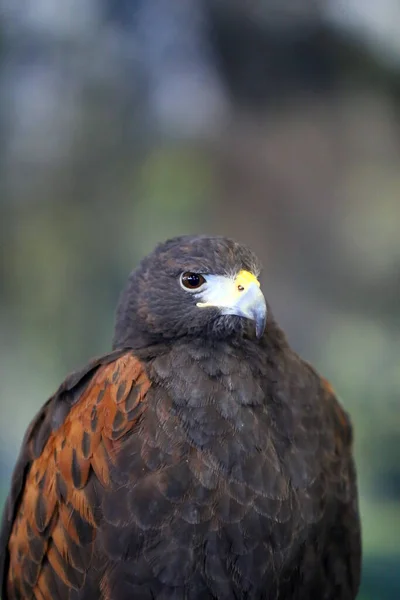 Falconry Faucon Harris Parabuteo Unicinctus Oiseau Proie Exposé Aussi Connu — Photo