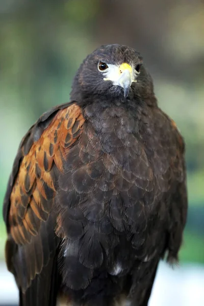 Sokolnictwo Harris Hawk Parabuteo Unicinctus Ptak Drapieżny Wystawie Znany Również — Zdjęcie stockowe