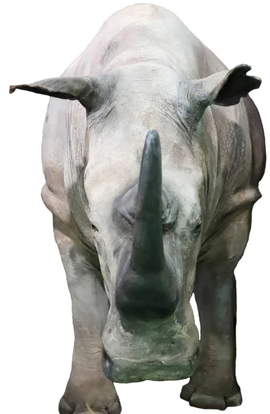 Rinoceronte Isolado Sobre Fundo Branco — Fotografia de Stock