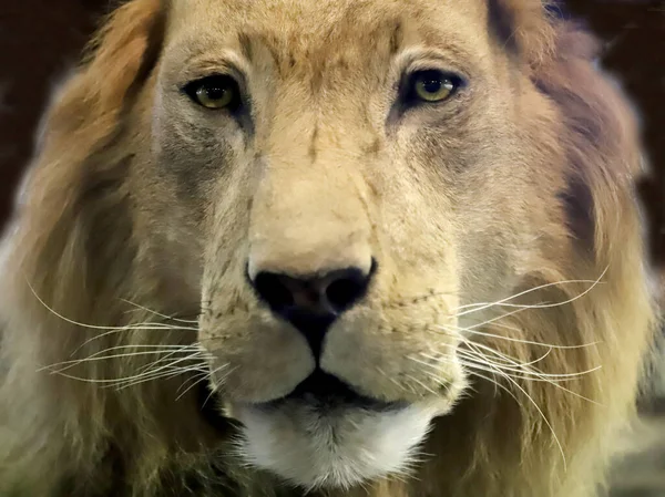 Porträt Eines Alten Männlichen Löwen Auf Weißem Hintergrund Details Gesicht — Stockfoto
