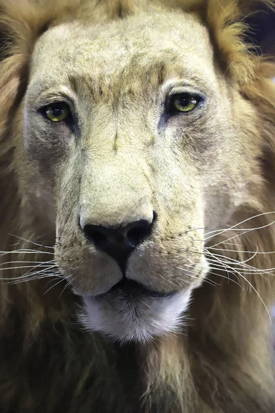 Ritratto Vecchio Leone Maschio Sullo Sfondo Bianco Dettagli Volto Ritratto — Foto Stock