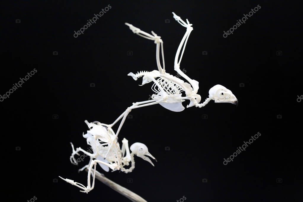 Sparrow hawk bird skeleton against black background