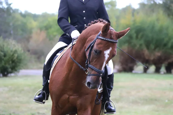 Desconhecido Competidor Monta Evento Cavalo Dressage Chão Equitação Tiro Cabeça — Fotografia de Stock