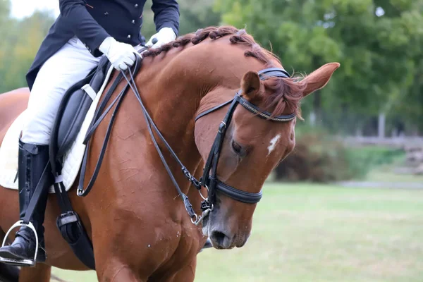 Desconhecido Competidor Monta Evento Cavalo Dressage Chão Equitação Tiro Cabeça — Fotografia de Stock