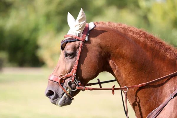 Kopfschuss Porträt Eines Jungen Pferdes Auf Einem Springturnier Großaufnahme Seitenansicht — Stockfoto