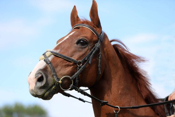 Head shot portrait close up of a young horse on show jumping event.  Side view head shot of a beautiful show jumper horse on natural background
