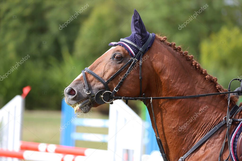 Head shot portrait close up of a young horse on show jumping event.  Side view head shot of a beautiful show jumper horse on natural background