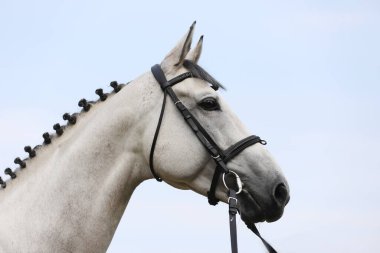 Safkan gri bir atın yüzü. Güzel gri kısrağın portresi. Tek bir atın kafasından. Gri at, yaz mevsiminde çiftleşme testinde örülmüş yeleli portreyi yakından çek.