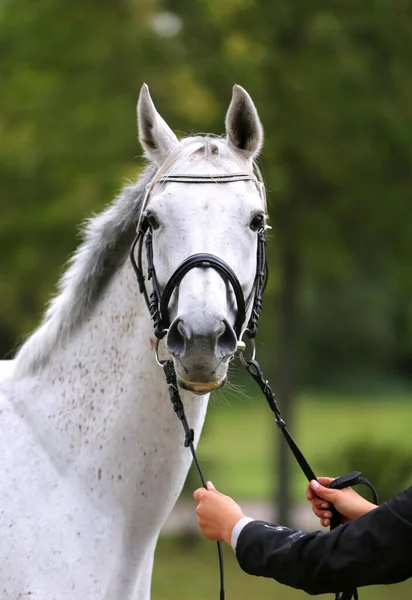 Cara Caballo Gris Raza Pura Retrato Hermosa Yegua Gris Tiro —  Fotos de Stock