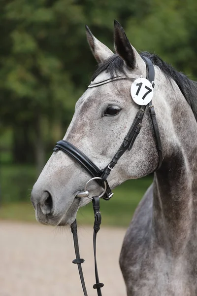 Face of a  purebred gray horse. Portrait of beautiful gray mare.  A head shot of a single horse. Grey horse close up portrait with braided mane on breeding test summer tiime