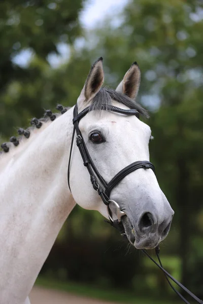 Face of a  purebred gray horse. Portrait of beautiful gray mare.  A head shot of a single horse. Grey horse close up portrait with braided mane on breeding test summer tiime