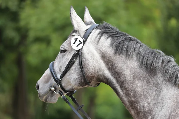 Cara Cavalo Grisalho Puro Retrato Bela Égua Cinzenta Tiro Cabeça — Fotografia de Stock