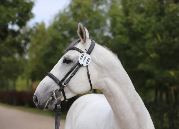 Face of a  purebred gray horse. Portrait of beautiful gray mare.  A head shot of a single horse. Grey horse close up portrait with braided mane on breeding test summer tiime