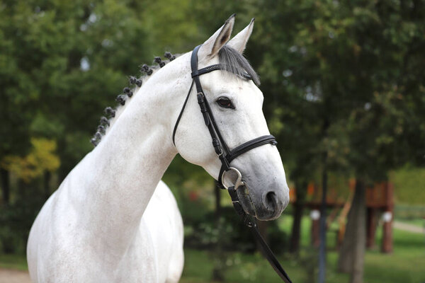 Face of a  purebred gray horse. Portrait of beautiful gray mare.  A head shot of a single horse. Grey horse close up portrait with braided mane on breeding test summer tiime
