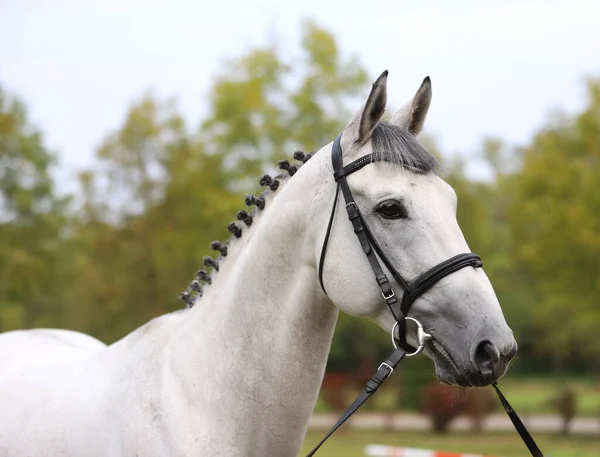 Face of a  purebred gray horse. Portrait of beautiful gray mare.  A head shot of a single horse. Grey horse close up portrait with braided mane on breeding test summer tiime