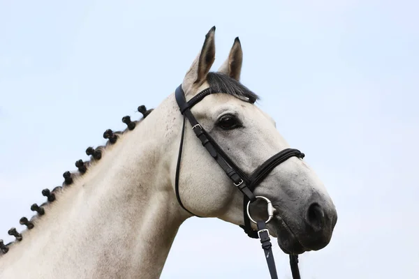 Horse bridle Stock Photos, Royalty Free Horse bridle Images