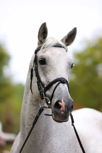 純血種の灰色の馬の顔 美しい灰色の海の肖像画 一頭の馬の頭を撃たれた グレー馬クローズアップ肖像画とともに編組男性上の繁殖テスト夏時間 — ストック写真